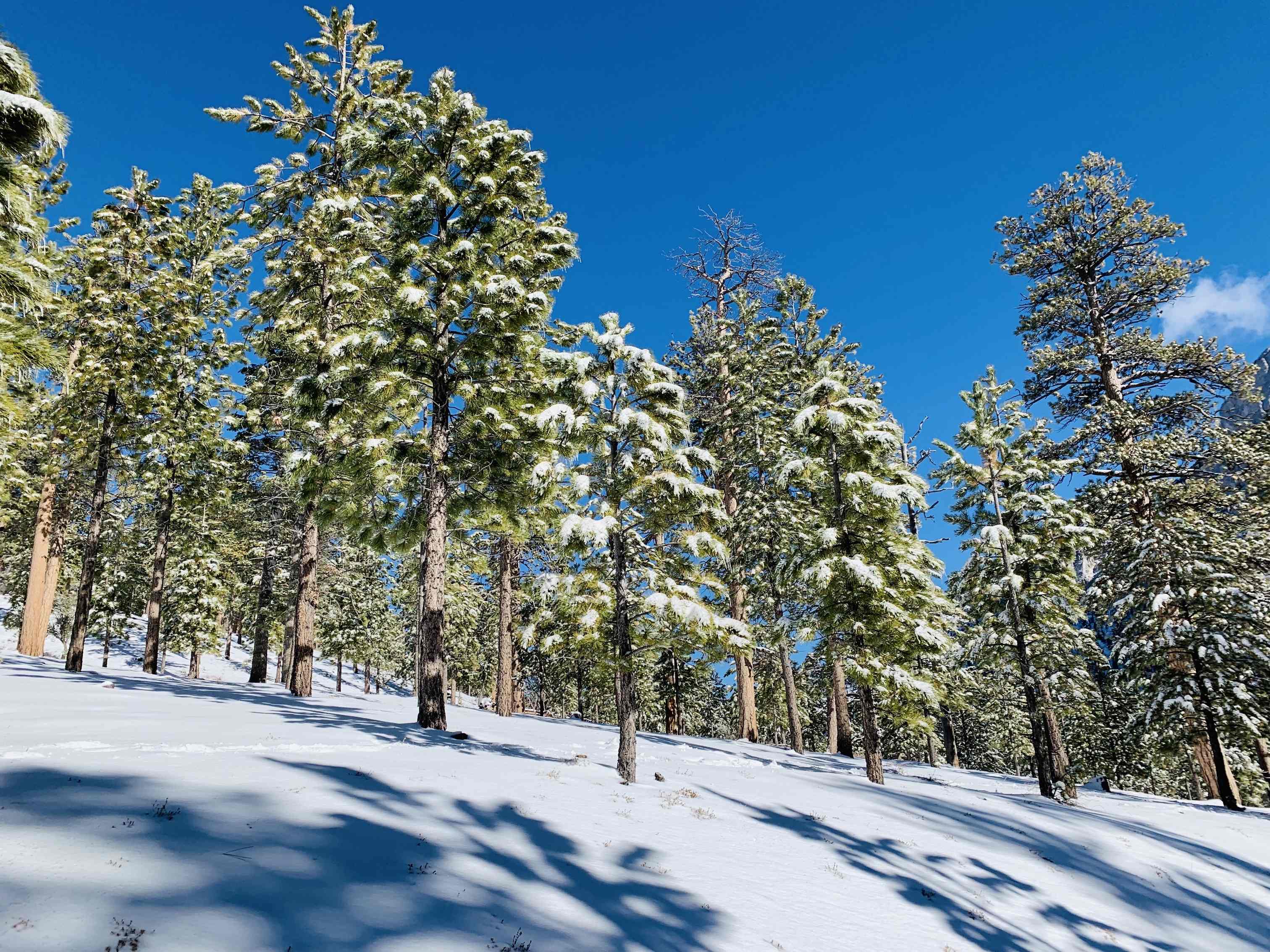 Winter Activities for Visitors Staying in Flagstaff Vacation Homes